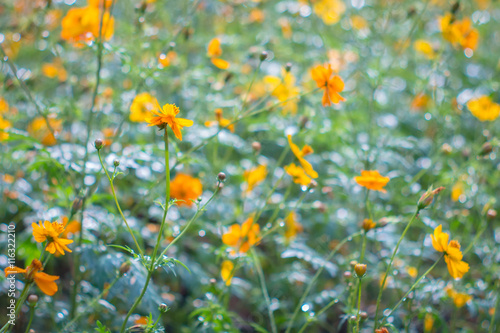Cosmos flowers blooming in the garden © oatfeelgood