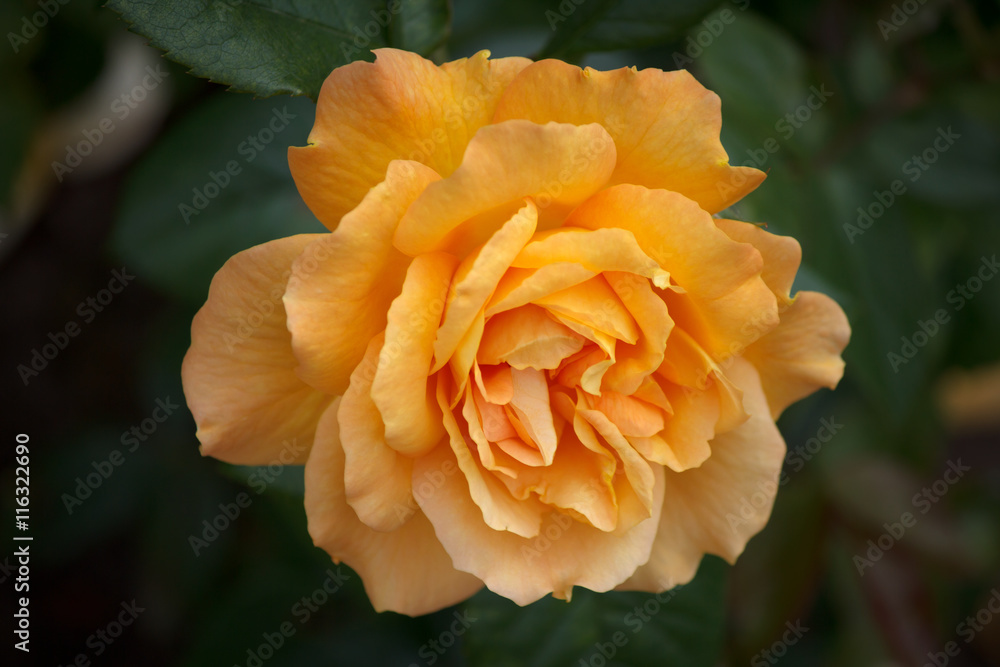 Closeup of a Beautiful Orange Rose Closeup of a Beautiful Orange Rose