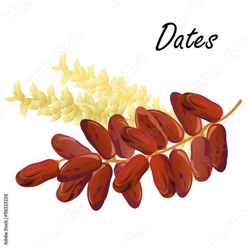 Dates. Hand drawn vector illustration of dried dates (Ramadan Iftar food) with date palm flowers on white background.