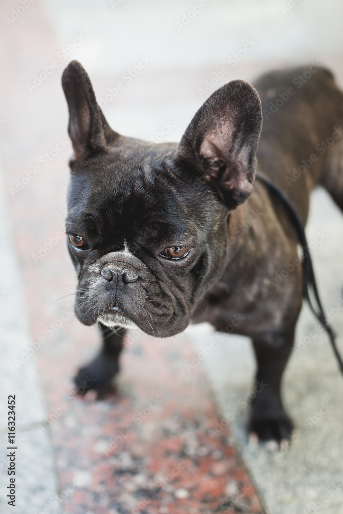 Adorable French bulldog pet