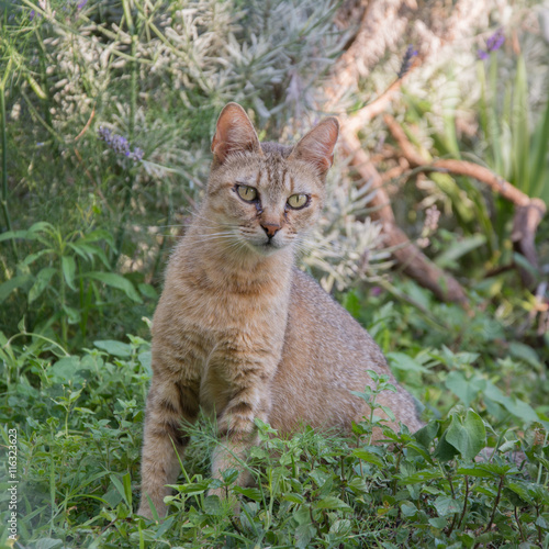 cat in colorful garden. pets