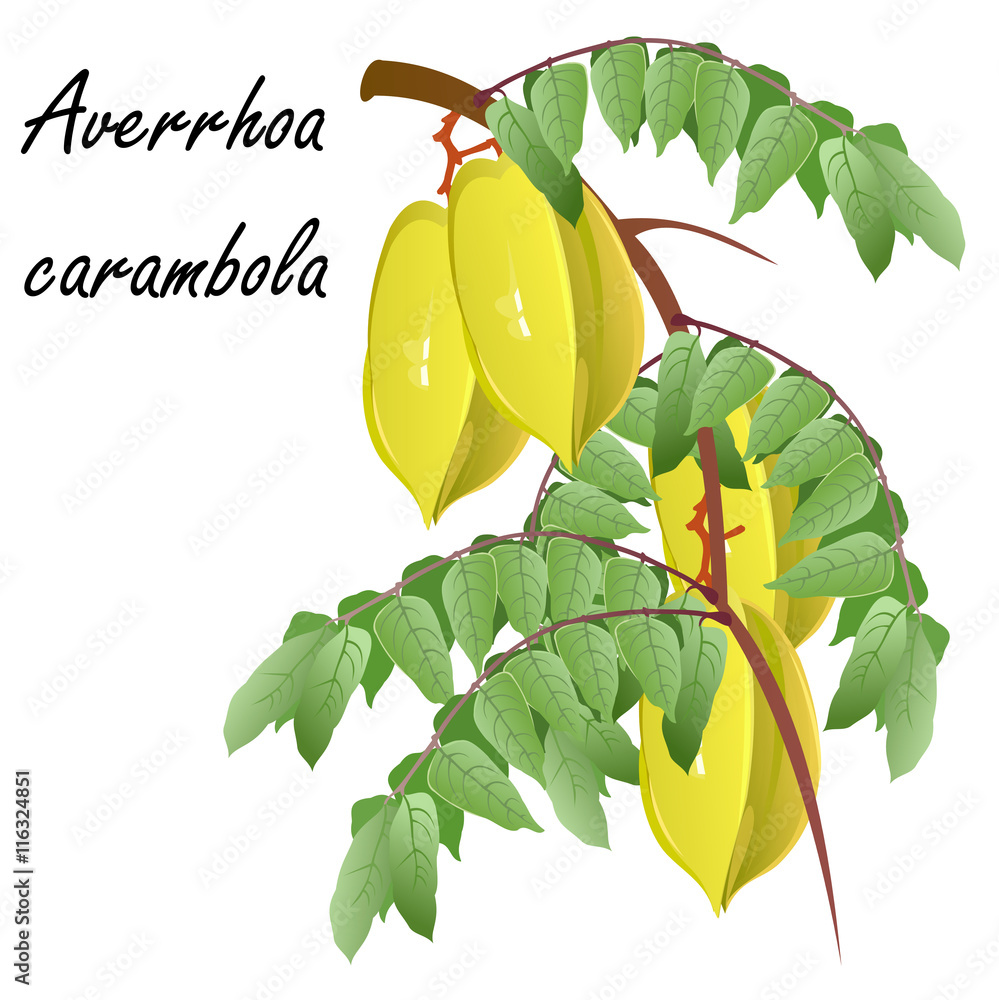 Carambola (Averrhoa carambola, star fruit). Hand drawn vector illustration  of carambola branch with leaves and fruits on white background.  Stock-vektor | Adobe Stock