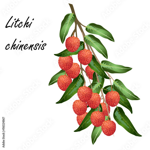 Lychee (Litchi chinensis, leechee, lichee). Hand drawn vector illustration of lychee branch with leaves and fruits on white background.