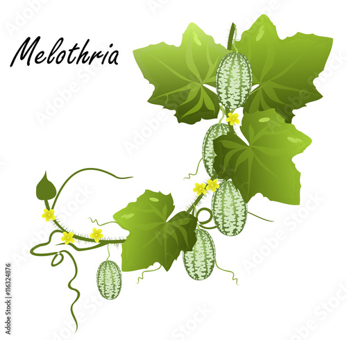 Melothria (cucamelon, mouse melon, Mexican sour gherkin, Mexican sour cucumber). Hand drawn vector illustration of melothria vine with flowers, leaves and fruits on white background. photo