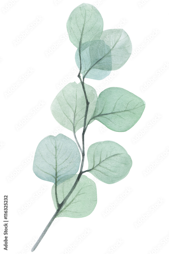 eucalyptus twig watercolor illustration - obrazy, fototapety, plakaty 