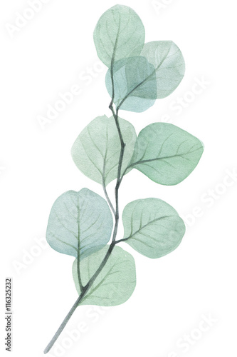 eucalyptus twig watercolor illustration