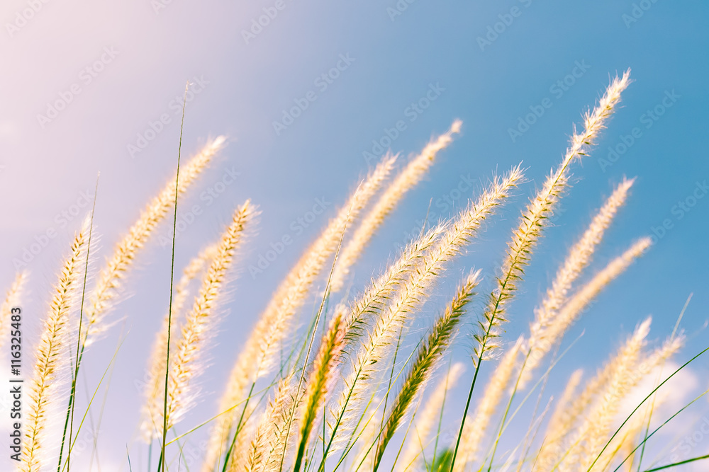 Feather grass in nature Feather grass in nature