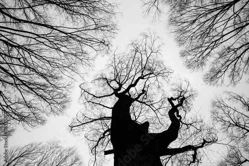 Fototapet Branch of dead tree