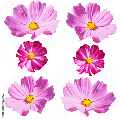 Cosmos flower isolation on white background © aaa187