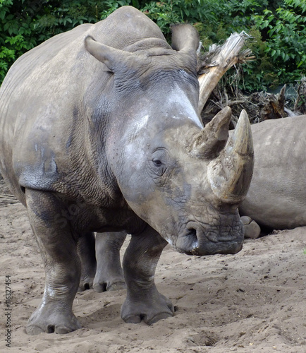 White Rhino