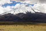 Cotopaxi summit with horses in foreground
