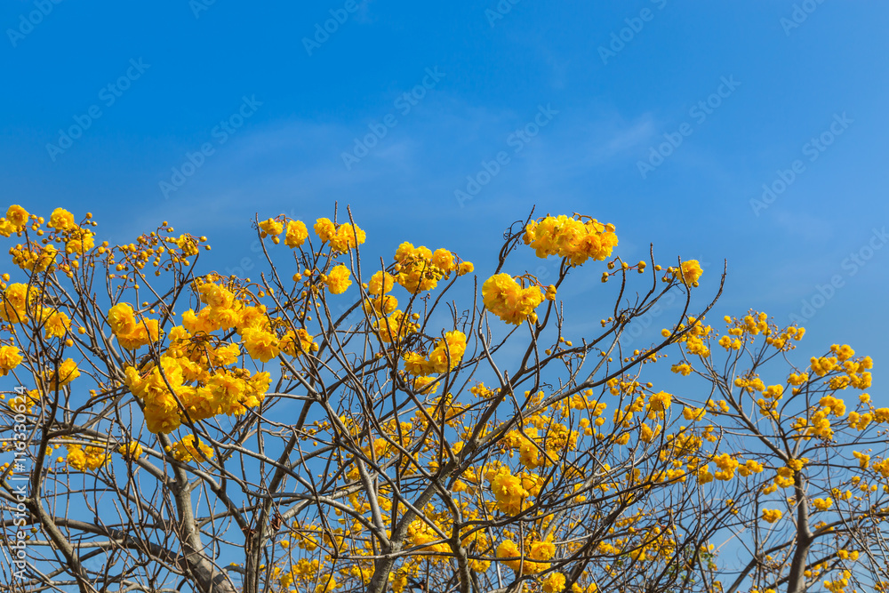 Yellow cotton tree ,silk cotton, butter cup, torchwood ( cochlospermum  religiosum alston )on blue sky background. Photos | Adobe Stock