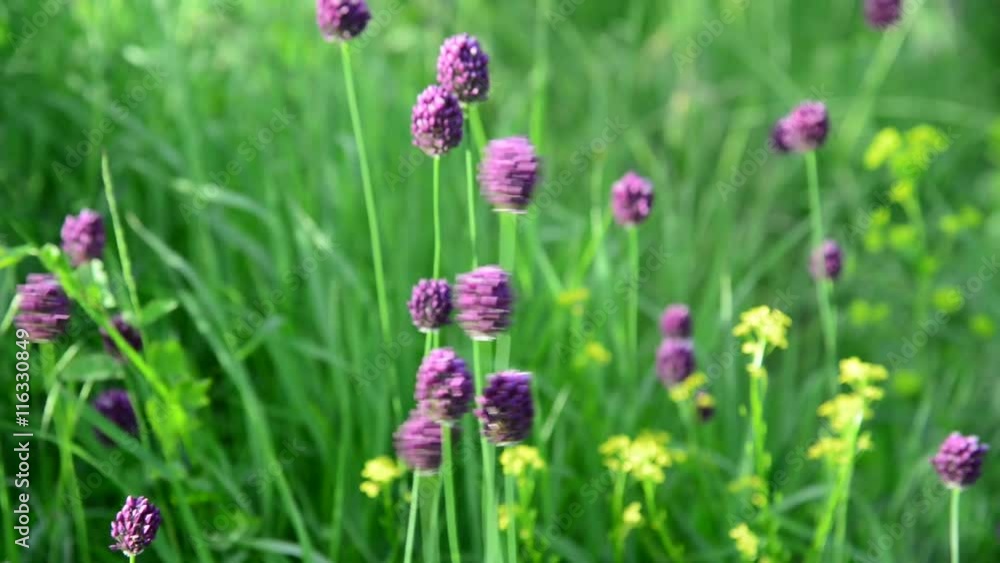 Wild garlic swaying in breeze Wild garlic swaying in breeze