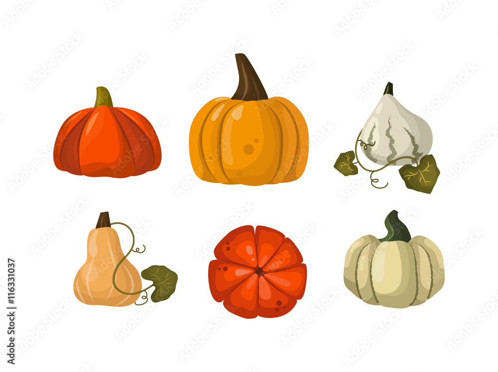 Autumn collection of pumpkin set elements design with different pumpkins oriental bittersweet vector illustration. Orange halloween pumpkin set vegetable collection. Harvest symbol season decoration.
