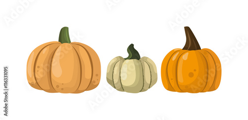 Autumn pumpkin vegetable design. Pumpkin oriental bittersweet vector illustra...