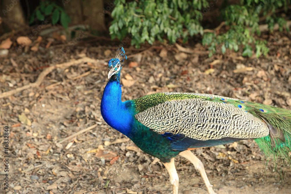 Beautiful vibrant colors Peacock, Indian blue peafowl, Pavo cris Beautiful vibrant colors Peacock, Indian blue peafowl, Pavo cris