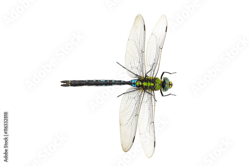 Dragonfly Anax imperator Blue Emperor