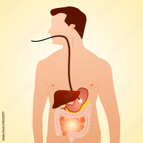 Gastrointestinal tract in gastroenterology