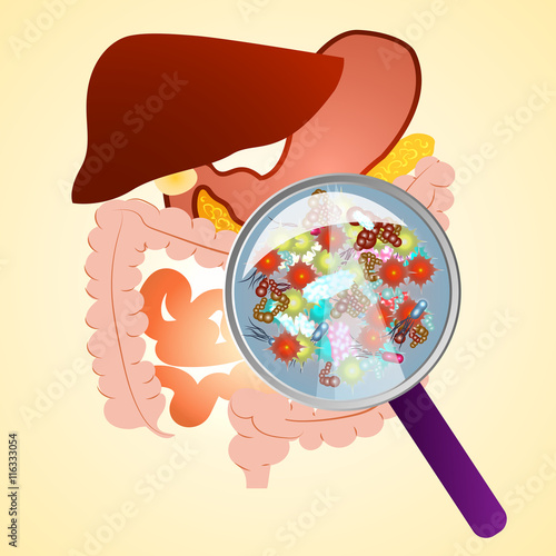 Gastrointestinal tract in gastroenterology.
