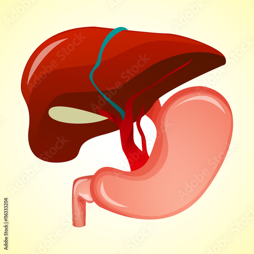 Gastrointestinal tract in gastroenterology