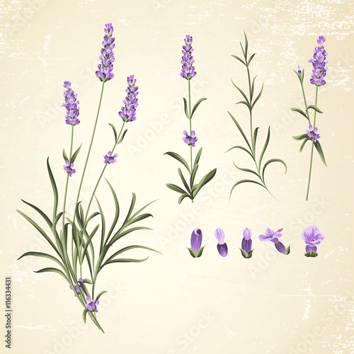 Vintage set of lavender flowers elements. Botanical illustration of Collection of lavender flowers. Hand drawn illustration. Lavender flowers isolated on paper background.