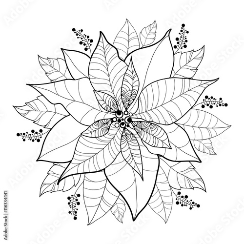 Fototapeta Naklejka Na Ścianę i Meble -  Vector Poinsettia flower or Christmas Star in black isolated on white. Outline flower and leaves of Poinsettia for Christmas design and coloring book. Traditional Christmas and Happy New Year symbol.