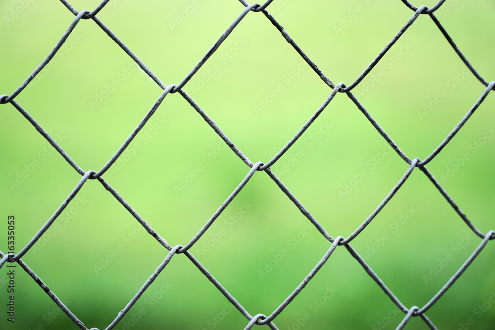 Fototapeta premium rabitz on the background of green grass