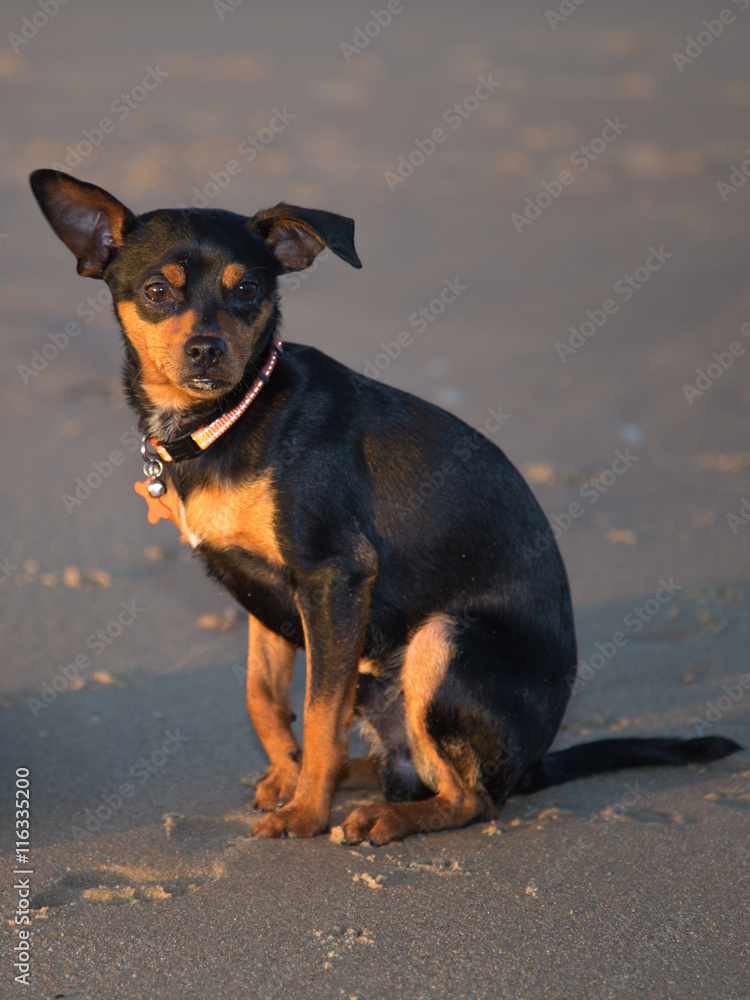 little black and brown smooth-haired dog is on the sand on blue sky background