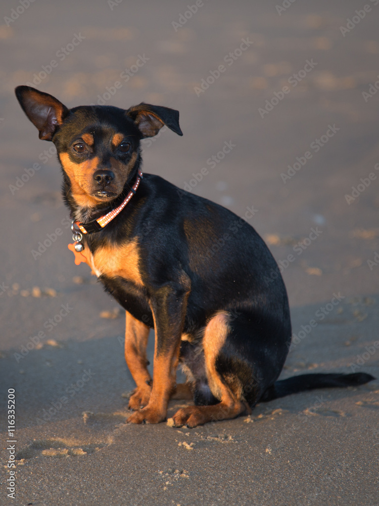 little black and brown smooth-haired dog is on the sand on blue sky background little black and brown smooth-haired dog is on the sand on blue sky background