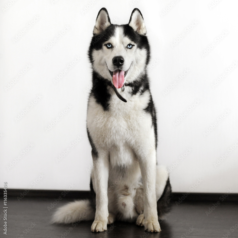 Siberian husky dog