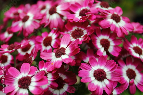 Bouquet of flowers