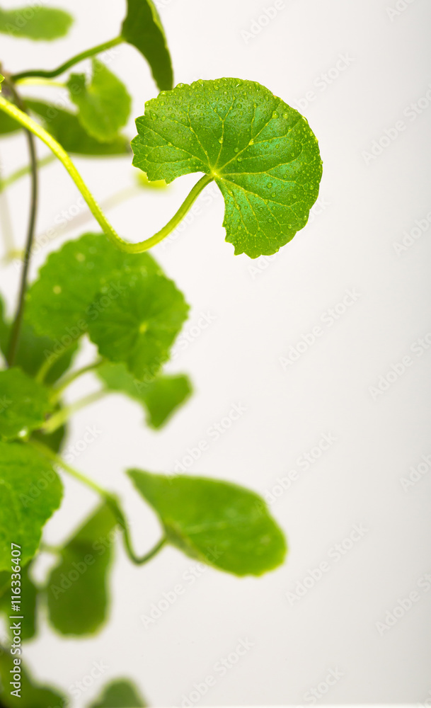Gotu kola, Asiatic pennywort, Indian pennywort on white backgrou Gotu kola, Asiatic pennywort, Indian pennywort on white backgrou