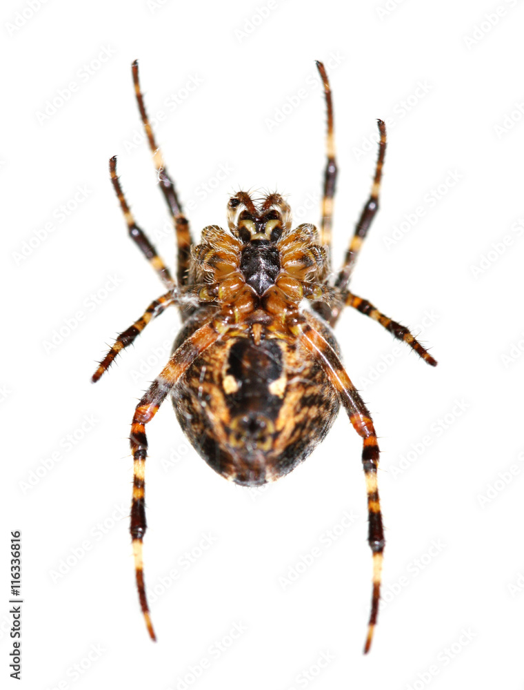 Garden Spider ventral view macro (shallow dof, focus on the cephalothorax) Garden Spider ventral view macro (shallow dof, focus on the cephalothorax)