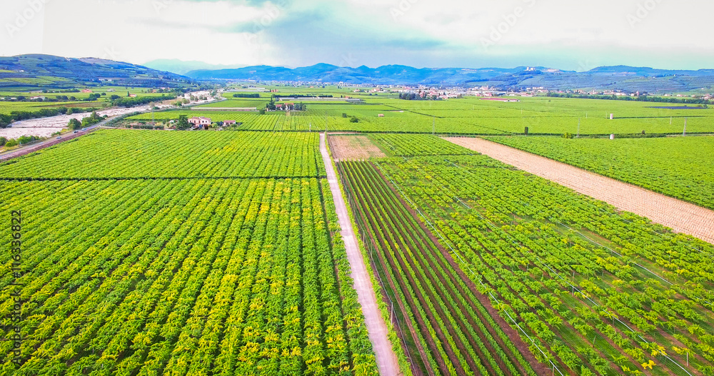 Aerial view of fields cultivated with vineyards.