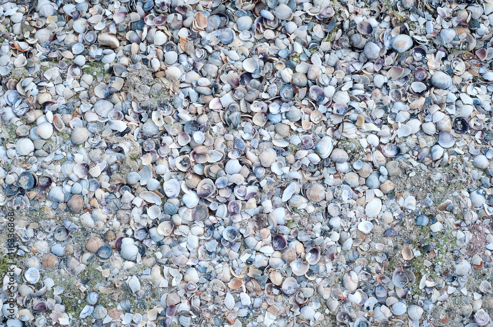 Seashell background, lots of different seashells Seashell background, lots of different seashells