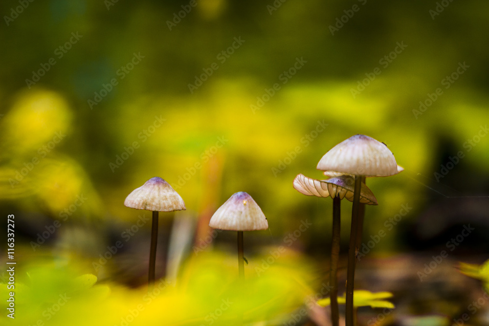 Family of fungi Family of fungi