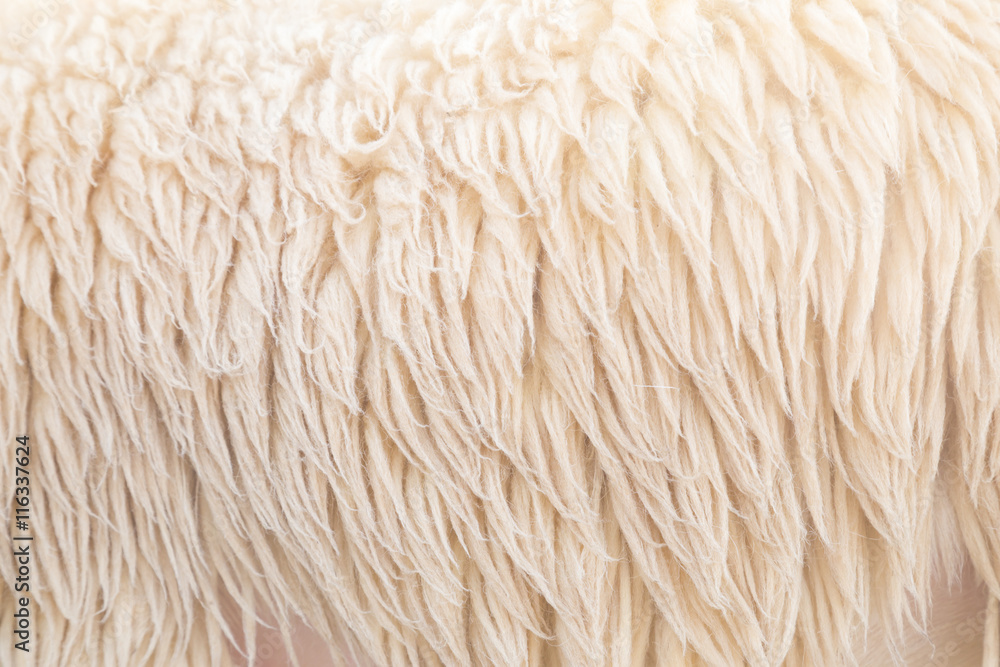 wool sheep background, Fleece wool sheep background, Fleece