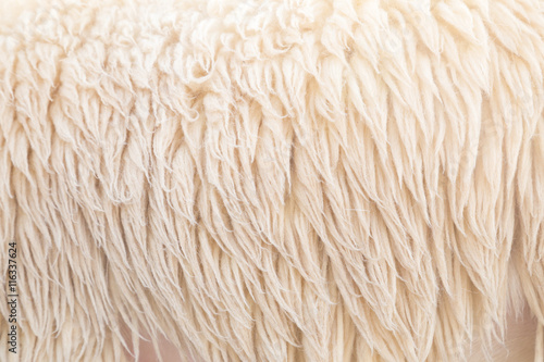 wool sheep background, Fleece