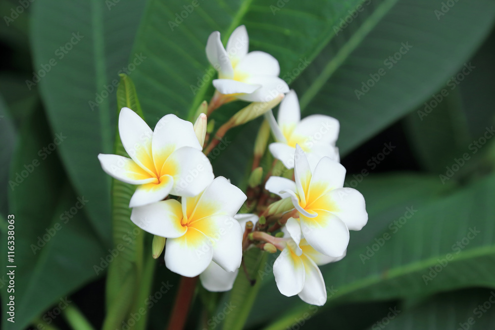 Bunch of white plumeria flower on green background. Bunch of white plumeria flower on green background.
