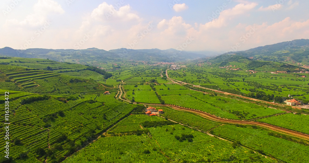 Fototapeta premium The vineyards on the Italian hills.