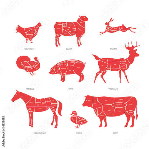 Butcher shop concept vector illustration. Meat cuts. Animal parts diagram of pork, beef, lamb
