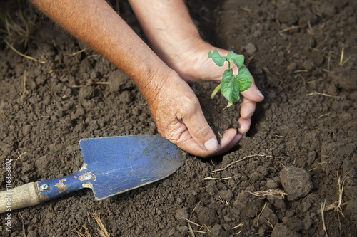 elderly man plants a pumpkin sprout in tilled soil, garden tool
