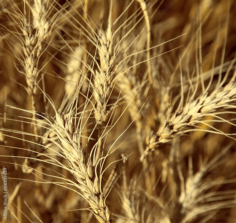 close-up ripe wheat on sunny day close-up ripe wheat on sunny day