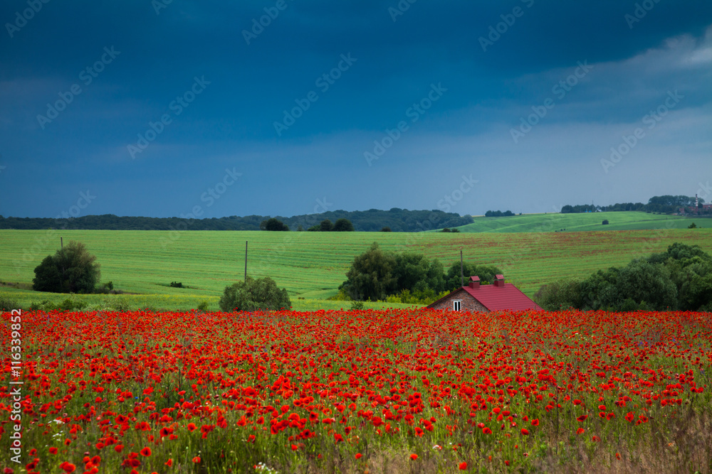 Obraz premium A field of red poppies