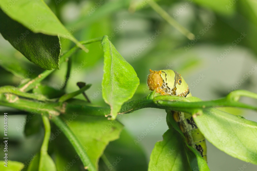 catepillar on leaf catepillar on leaf
