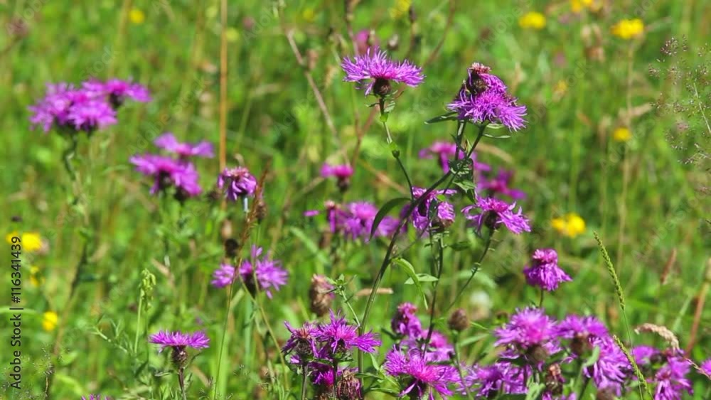 Scenic purple meadow flowers, bees in search of nectar and brown meadow butterfly on beautiful sunny day over green grass background. Scenic purple meadow flowers, bees in search of nectar and brown meadow butterfly on beautiful sunny day over green grass background.
