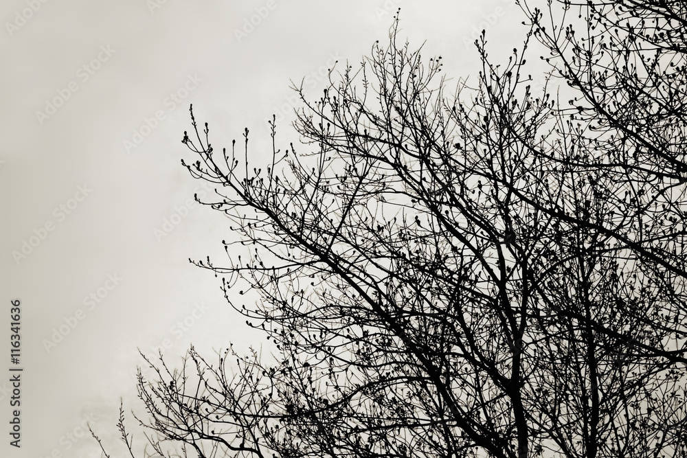 Silhouette of tree branches, Black and white toned. Silhouette of tree branches, Black and white toned.