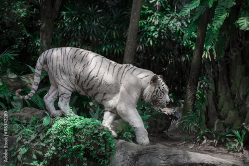 Fototapeta Naklejka Na Ścianę i Meble -  White tiger cames