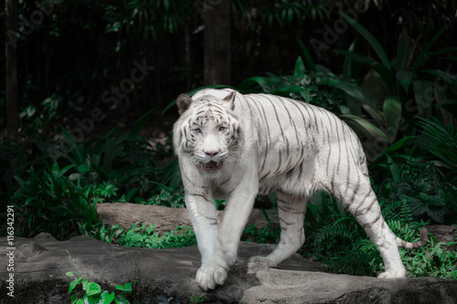Fototapeta Naklejka Na Ścianę i Meble -  White tiger cames