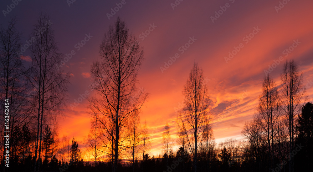 Fiery sunset and trees silhouettes